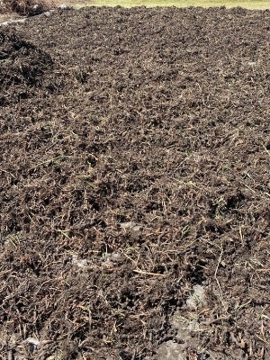 स्वस्थ और पौष्टिक नागरमोथा सूखी जड़