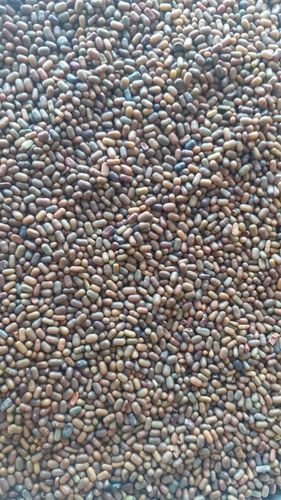 Dhaincha Seeds (Sesbania Bispinosa Seeds)