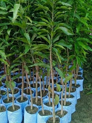 mango plants