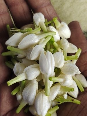 Nice Fragrance Fresh Jasmine Flower