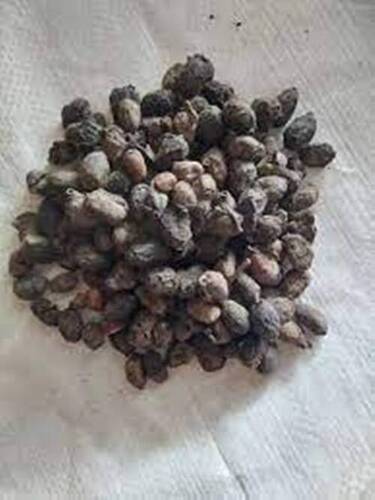 Indian Origin Natural Grown Jammun Herb Seeds