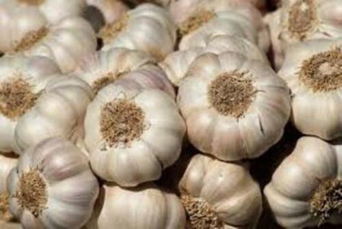 Indian Orinal Natural Taste Fresh Garlic