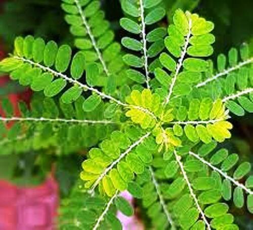 Keelanelli ( Phyllanthus Niruri) Pure Herbs Leaves