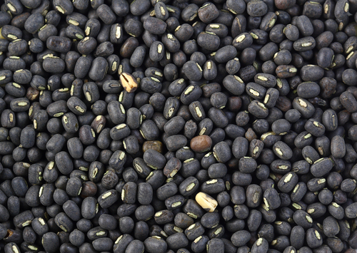 Common Whole Black Gram (Urad Beans)