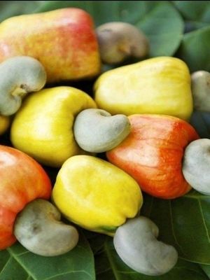 raw cashew nuts