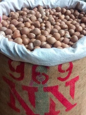 Dried Natural Round Betel Nuts