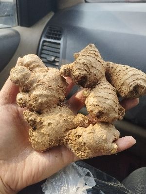 Good For Health Pesticide Free No Artificial Flavour Fresh Ginger