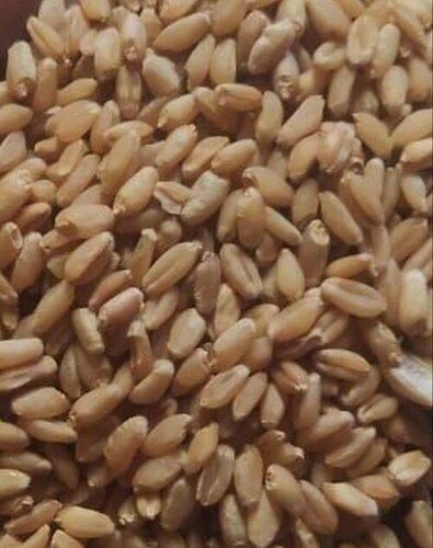 A Grade 100 Pure Whole Wheat Grain