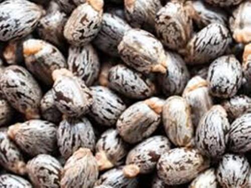 Natural Dried Castor Oil Seeds Grade: A