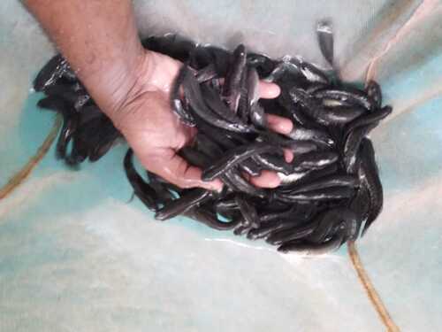  4-5 इंच मुरेल मछली के बीज