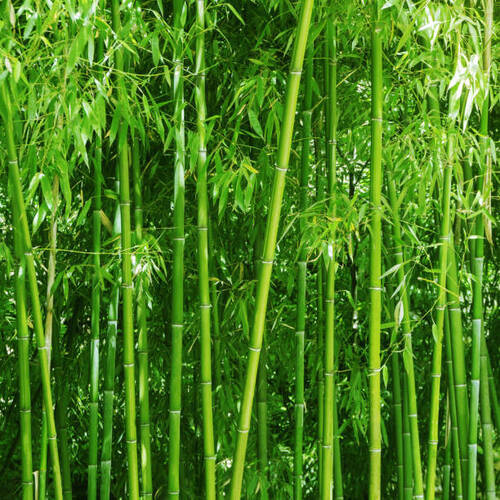 Bamboo Tissue Culture Plant For Plantation