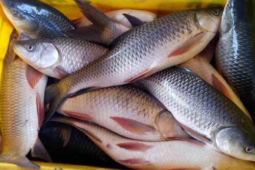 Top Fishing Equipment Wholesalers in Ernakulam - फिशिंग