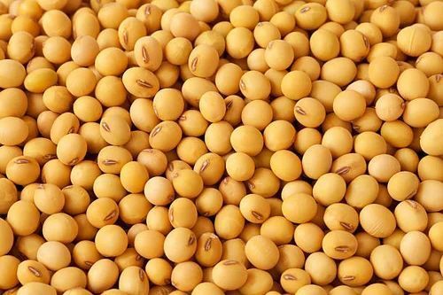 High In Protein Organic Soybean For Cooking Use