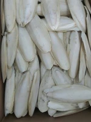 White Cuttle Fish Bone