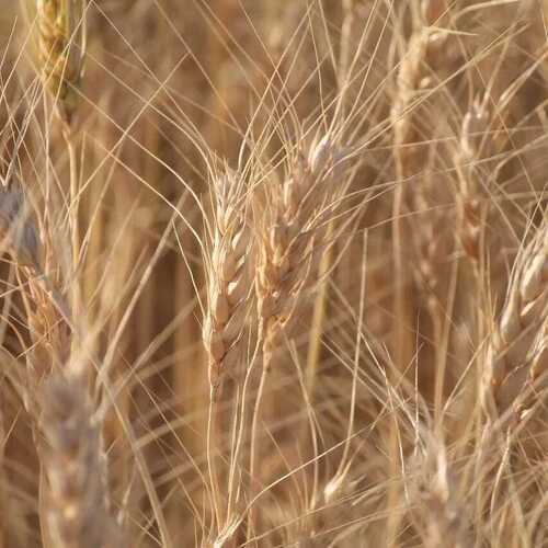 Commonly Cultivated Sharbati Wheat