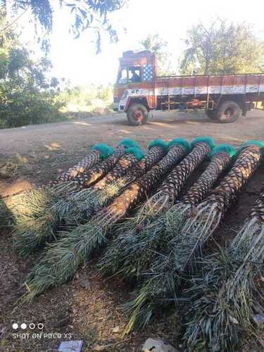  प्राकृतिक खजूर के पेड़