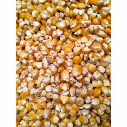 Cattle Feed at Best Price in Kolkata, West Bengal New Companynavin