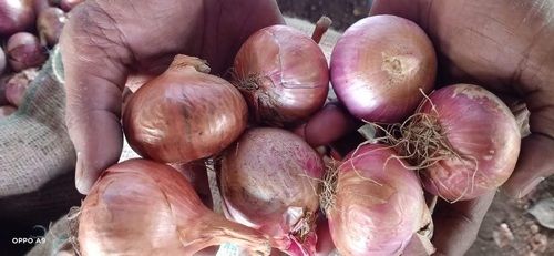 Fresh Red Onion In Howrah - Prices, Manufacturers & Suppliers