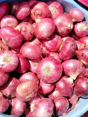 100% Natural Fresh Red Onion