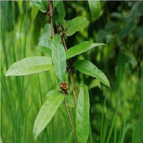 Hemidesmus Indicus Natural Herbal Extract 