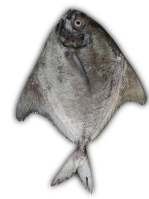 Healthy And Nutritious Fresh Pomfret Fish