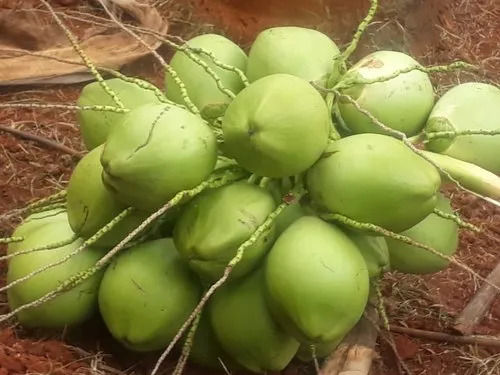 Multicolor Tender Coconut