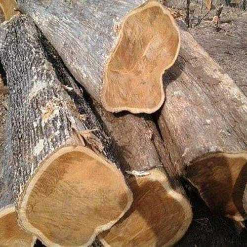 Termite Resistance Teak Wood Logs