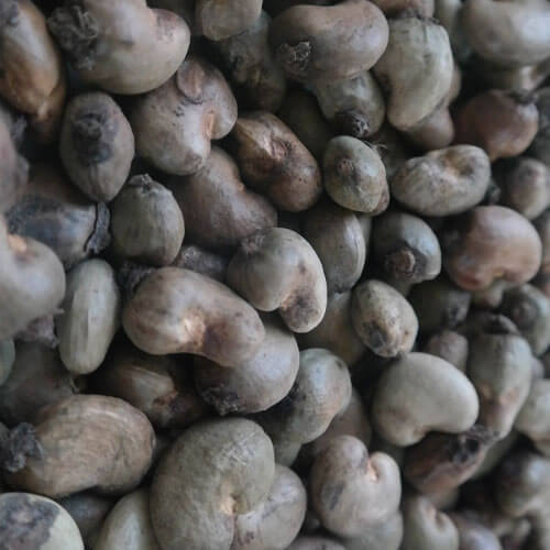 Rich In Vitamins Organic Raw Cashew Nuts Crop Year: 2023 Years