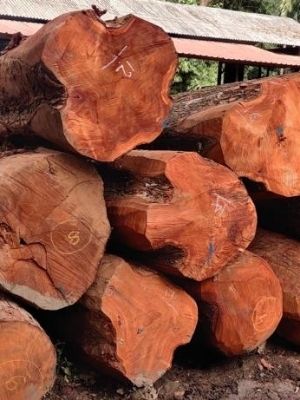 wood logs