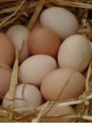 poultry eggs