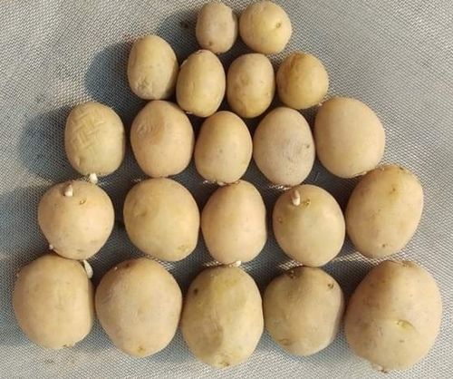 Seed Potato