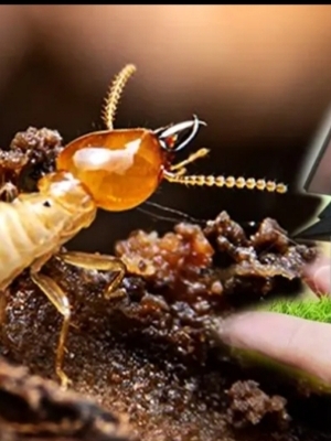 Termite Control Services By Komal Pest Control