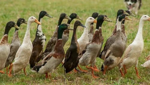 Healthy Duck Farming