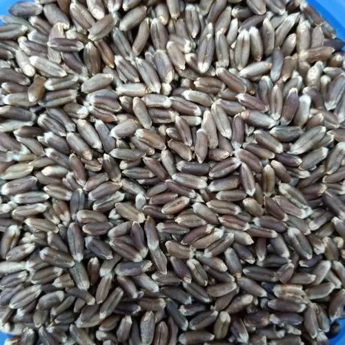 Low Gluten Organic Black Wheat