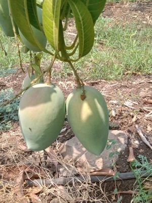 fresh kesar mangoes