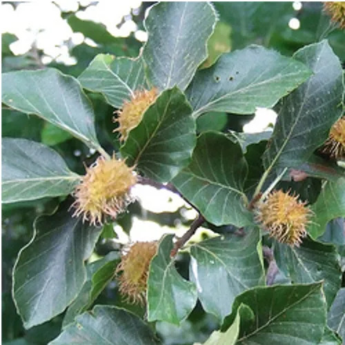 अरिस्टोलोचिया ब्रेक्टिओलाटा शुद्ध और प्राकृतिक आयुर्वेदिक जड़ी बूटियां