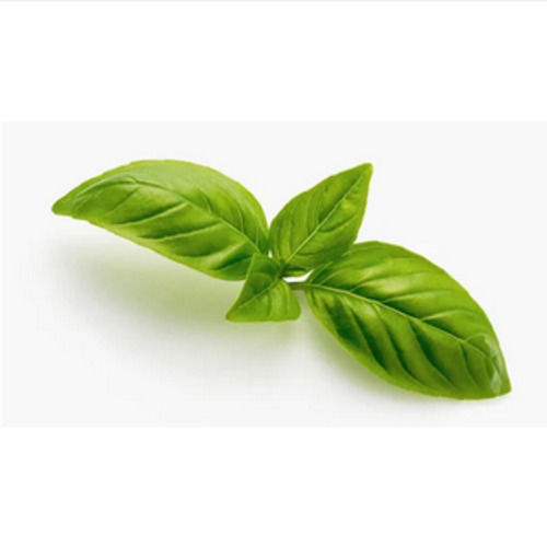 Basil Leaf Pure And Natural Ayurvedic Herbs