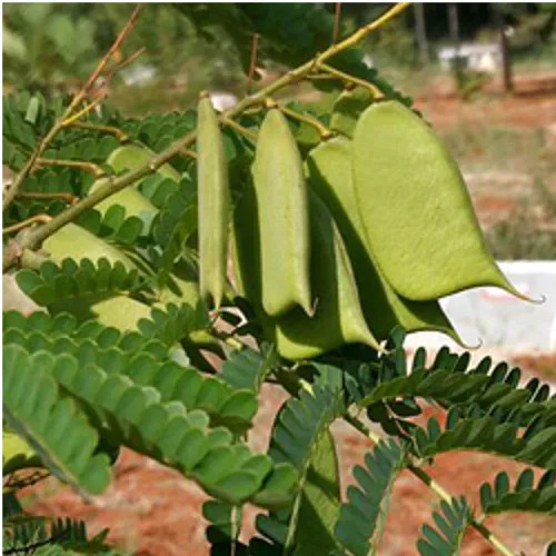 कैसलपिनिया सप्पन शुद्ध और प्राकृतिक आयुर्वेदिक जड़ी बूटी