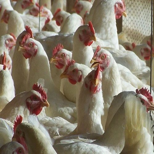 chicken poultry farm
