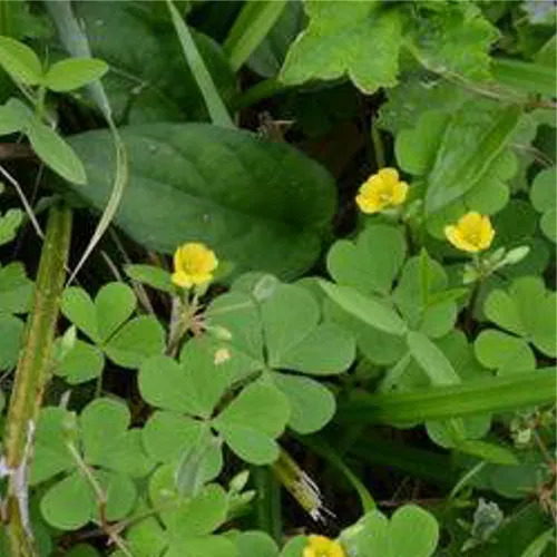 कोलियस एम्बोइनिकस शुद्ध और प्राकृतिक आयुर्वेदिक जड़ी बूटियां
