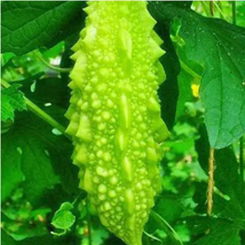 मार्टिनिया अन्नुआ शुद्ध और प्राकृतिक आयुर्वेदिक जड़ी बूटी