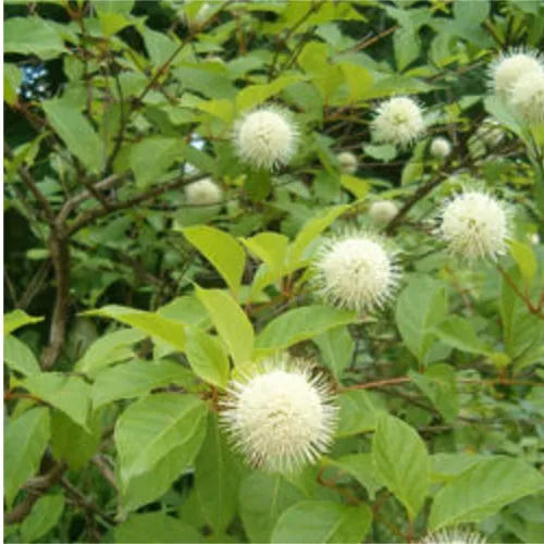 Momordica Charantia Pure And Natural Ayurvedic Herbs