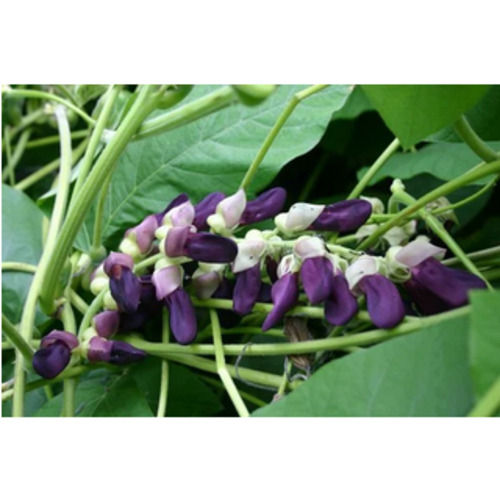 Mucuna Pruriens Pure And Natural Ayurvedic Herbs