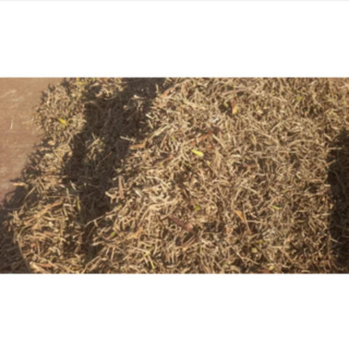 Dried Pirandai (Hathjod) Ayurvedic Herbs