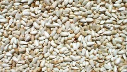 A Grade 100% Pure And Natural American Kesar Herbal Seed