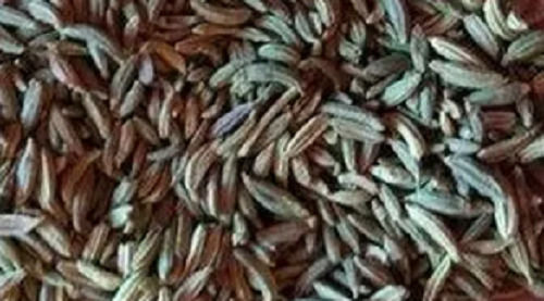 A Grade 100% Pure And Natural Fennel Seed Grade: A-Grade