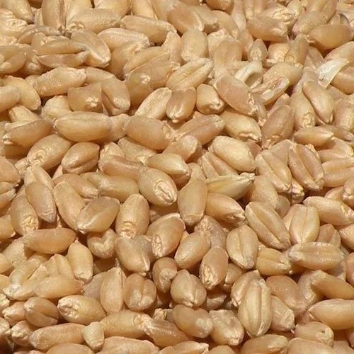 No Preservatives Organic Wheat Grains For Making Flour