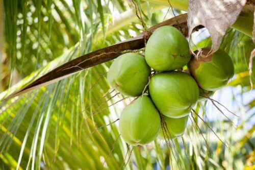 Organic Fresh Coconuts Good For Health
