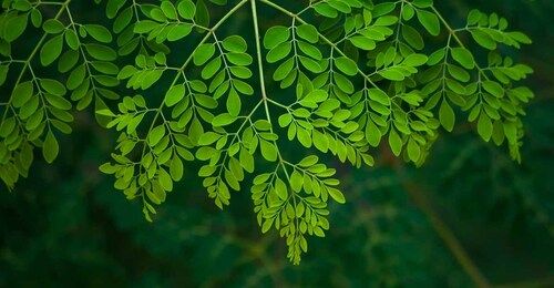 moringa leaves