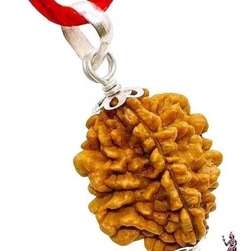 2 Mukhi Rudraksha For Religious Use